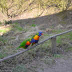 Vogelpark Marlow