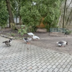 Frei laufende Gänse im Zoo Eberswalde