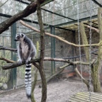 Katta / Lemur im Zoo Eberswalde