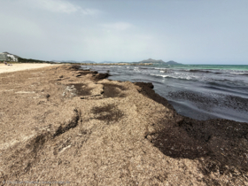 Angeschwemmtes Treibgut am Strand bei Ostwind
