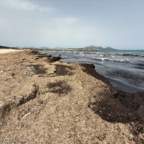 Angeschwemmtes Treibgut am Strand bei Ostwind