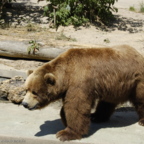 Rostock Zoo (2008)